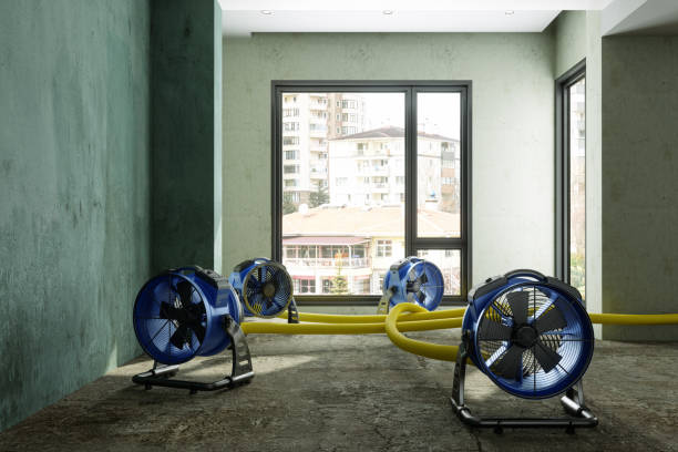 Best Professional water damage repair  in Bushyhead, OK